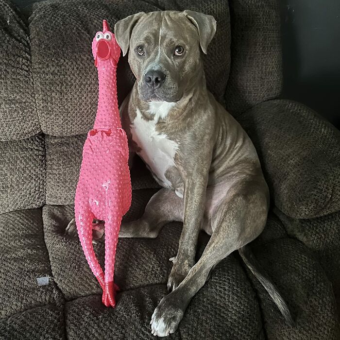 Dog sitting on a couch with a pink rubber chicken, illustrating impulse buys.