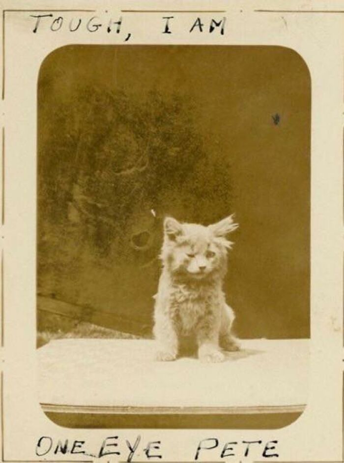 Vintage photo of a scruffy cat embodying "goblin mode," labeled "One Eye Pete" with handwritten "Tough, I am."