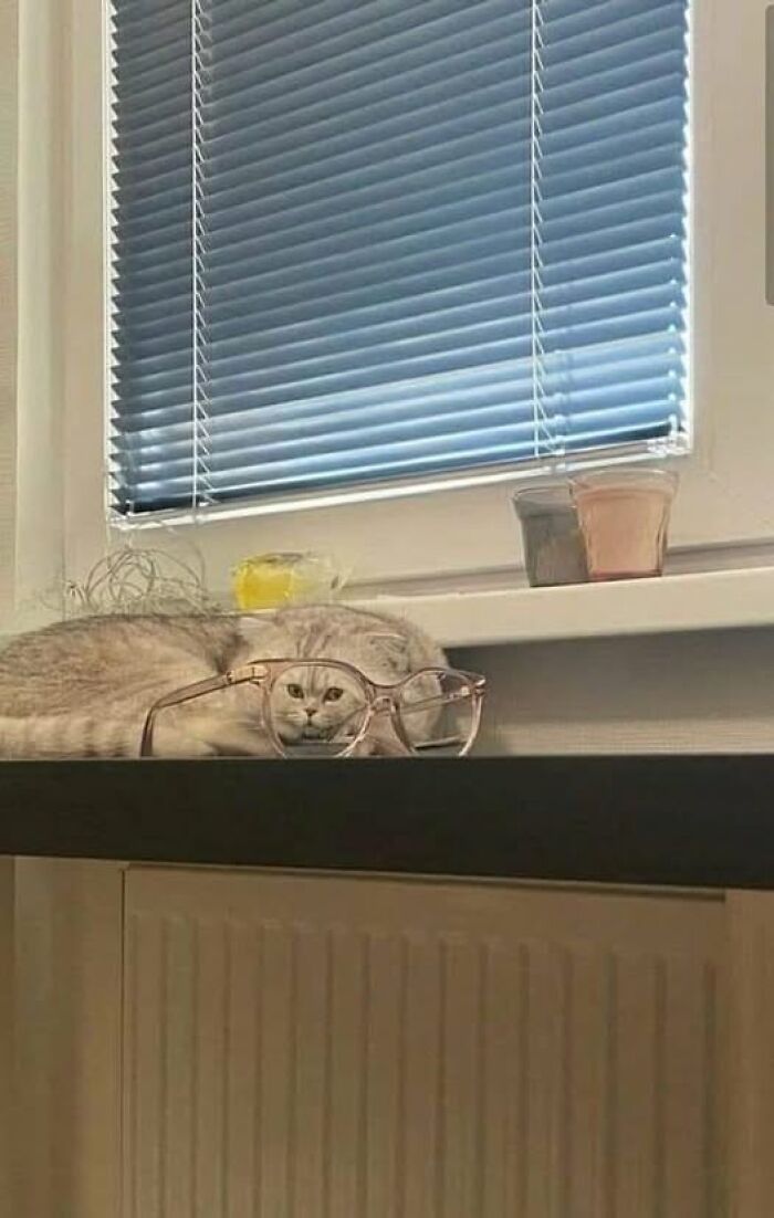 Weird image of a cat wearing oversized glasses on a windowsill with blinds and two pots beside it.