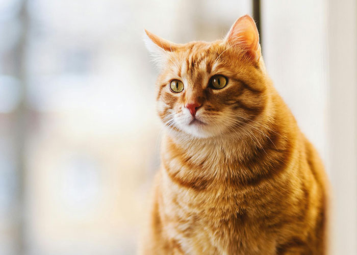 People With Impossibly Dumb Pets Share Their Stories, Here Are 45 Of The Most Unhinged Ones