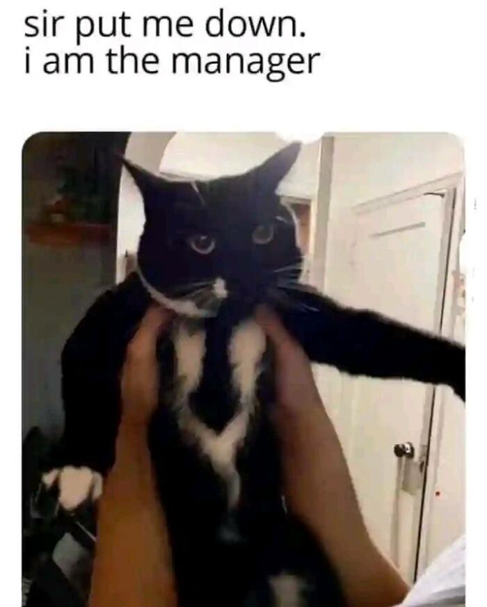 A black and white cat held up with text saying, "sir put me down, I am the manager," conveying positivity.