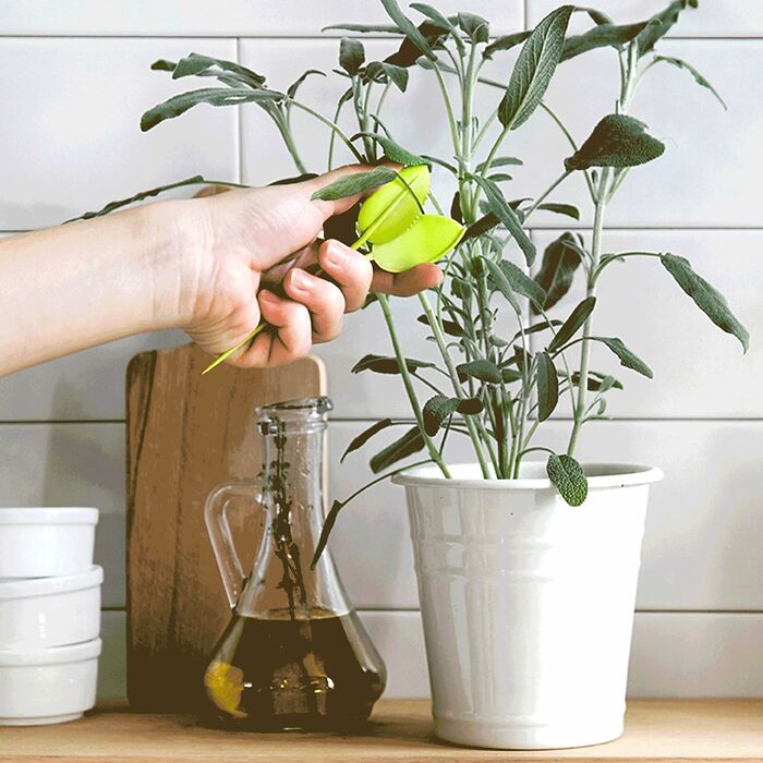 Hand tending to a potted plant with pruning scissors, showcasing indoor gardening essentials.