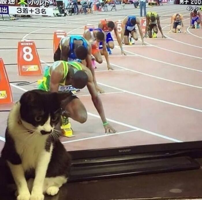 Gato curioso frente a la TV imitando corredores, activando su modo travieso.