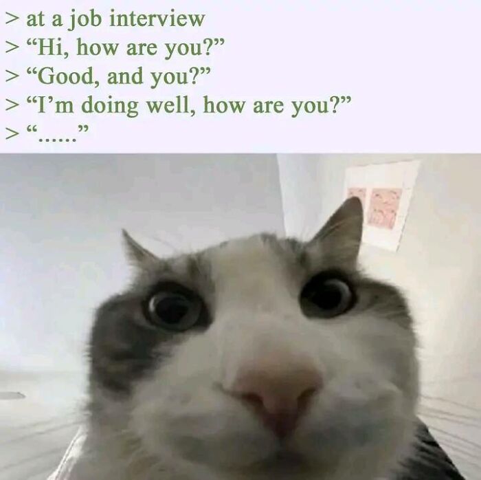 Close-up of a cat's face with humorous interview dialogue above, creating a positive meme moment.