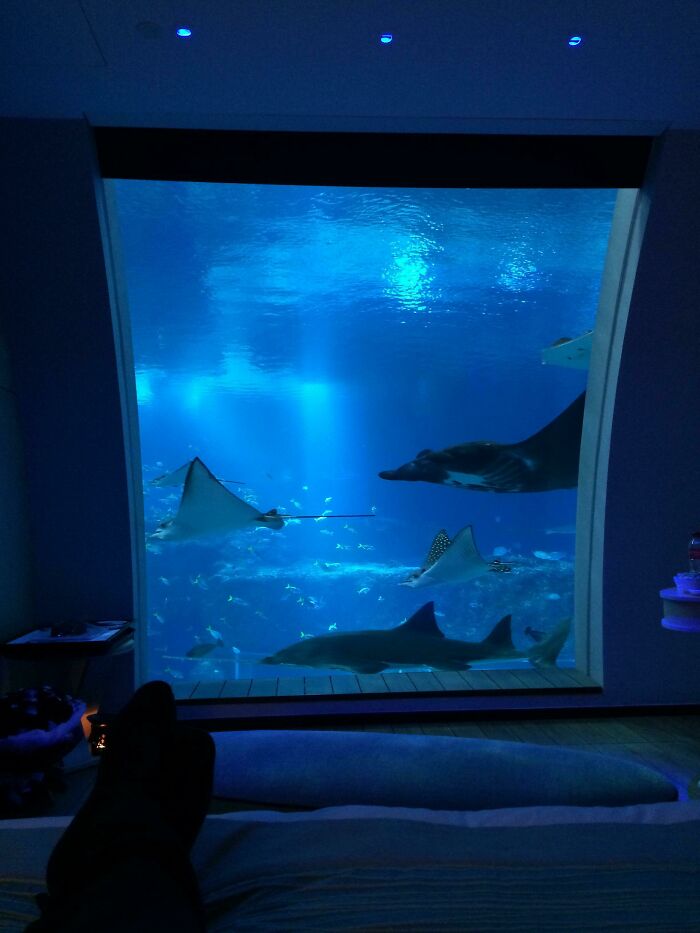 View from a room with a large aquarium window, showcasing a unique tourist experience with marine life.