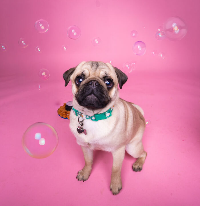 We Made A Photoshoot With Adorable Dogs Ready To Be Your Valentine