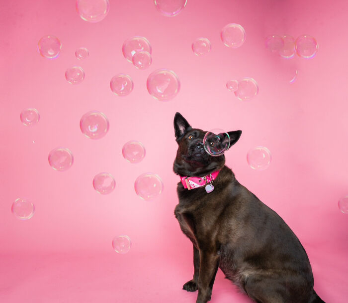 We Made A Photoshoot With Adorable Dogs Ready To Be Your Valentine