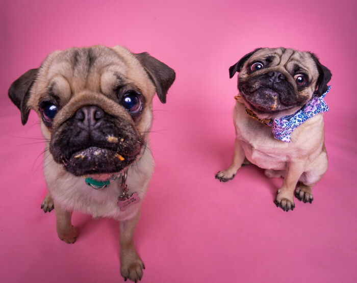 We Made A Photoshoot With Adorable Dogs Ready To Be Your Valentine