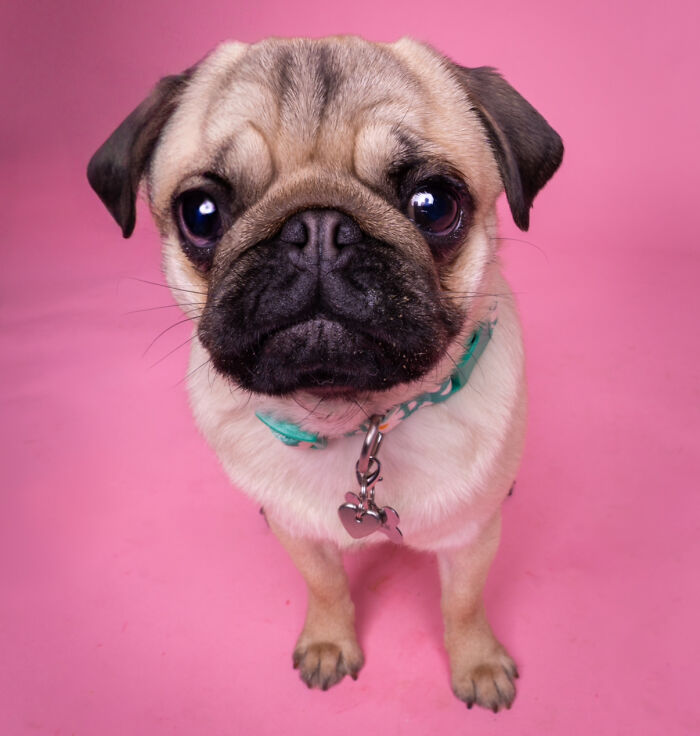 We Made A Photoshoot With Adorable Dogs Ready To Be Your Valentine