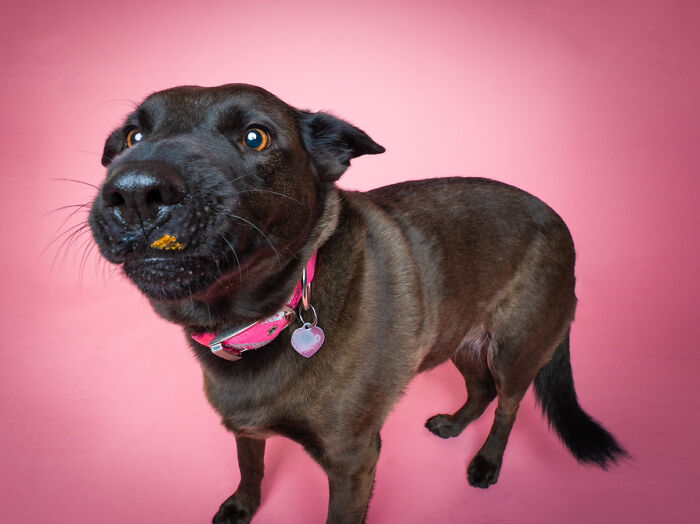 We Made A Photoshoot With Adorable Dogs Ready To Be Your Valentine