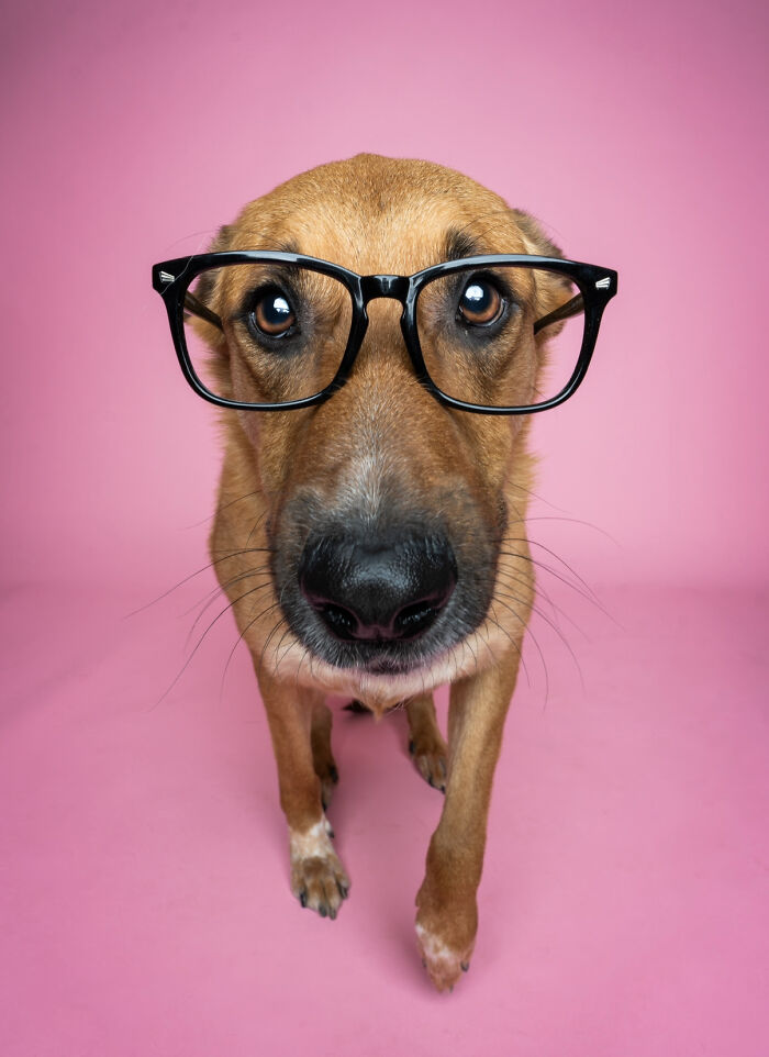 We Made A Photoshoot With Adorable Dogs Ready To Be Your Valentine