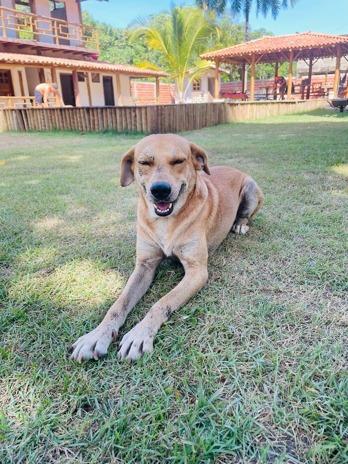 A smiling stray dog lying on grass in a sunny backyard, showcasing his contentment and happiness.