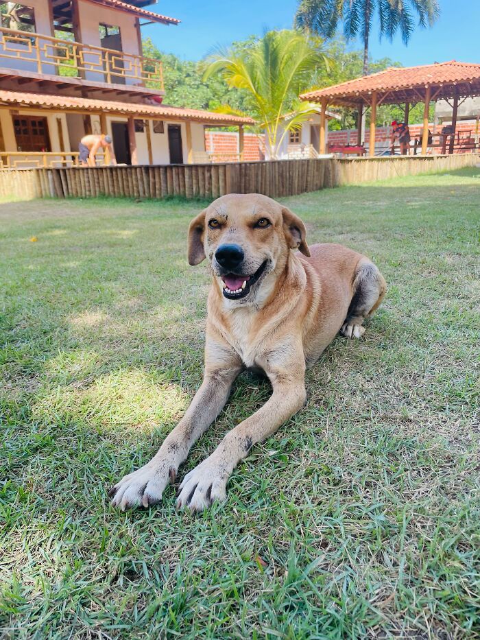 Stray dog relaxing on grass with a happy expression, near a house and garden setting.