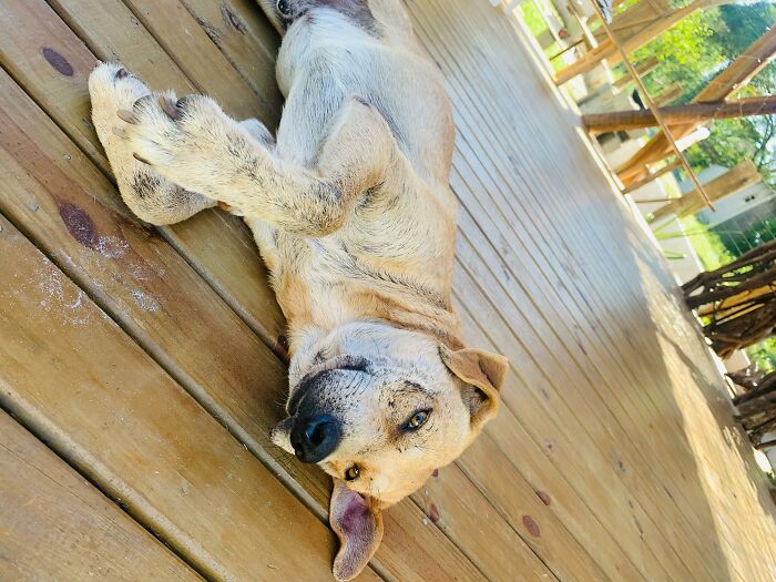 Stray dog lying on a wooden deck, enjoying a sunny day after being rescued by a loving family.