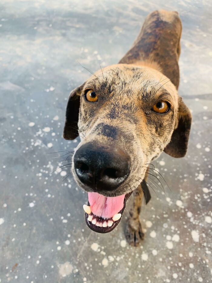 Stray dog with a brindle coat and bright eyes, happily looking up at the camera, standing on a speckled surface.
