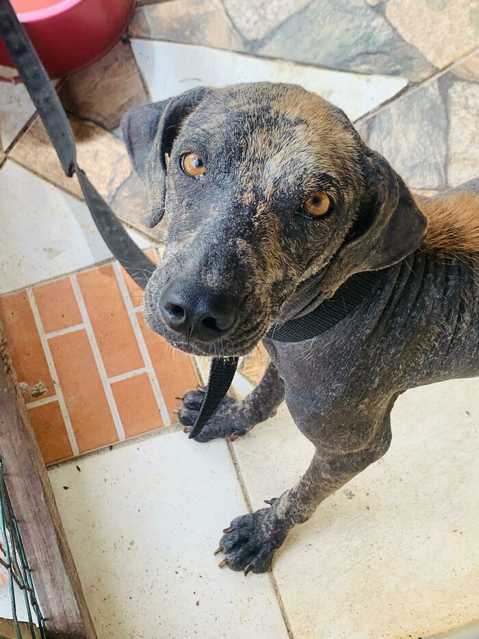 Stray dog with a leash looking up, rescued by a loving family.