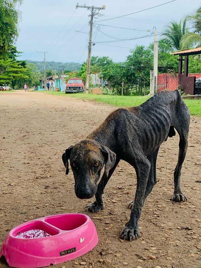 Stray dog next to a pink bowl on a dirt road, representing a rescue story.