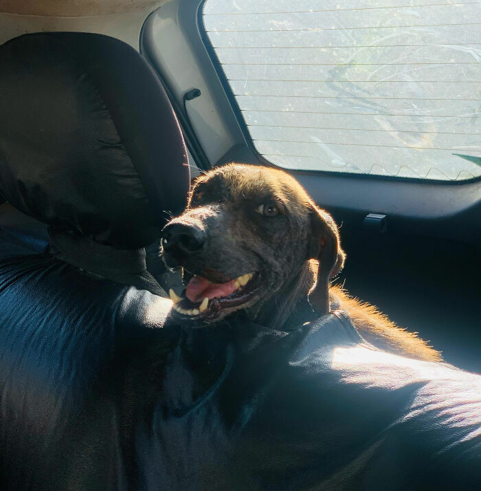 Stray dog Max sitting happily in a car after being rescued by a family.