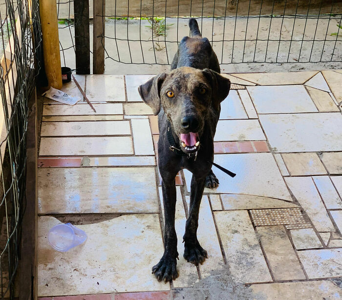 Stray dog standing on a tiled floor in a fenced area, looking towards the camera with a curious expression.