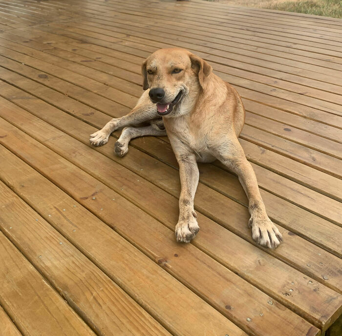 A rescued stray dog sitting happily on a wooden deck.