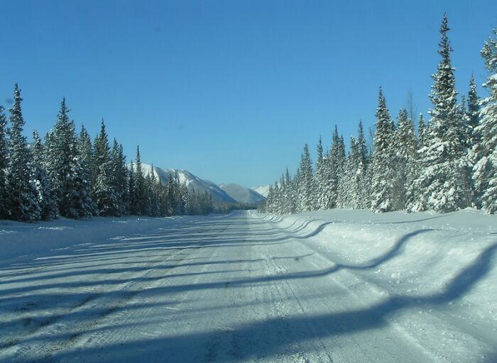 Snow-covered legendary American road with tall pine trees under a clear blue sky.