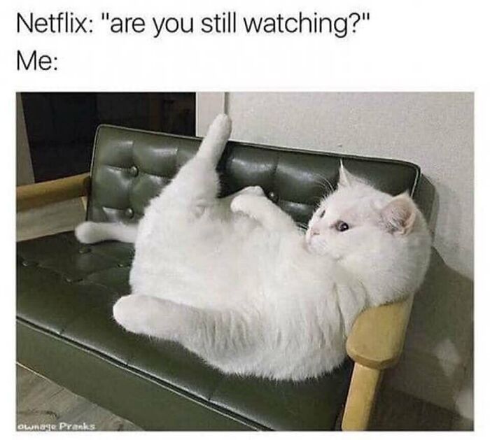 A fluffy white cat lounging on a couch, humorously mimicking watching TV; part of random cat pics collection.