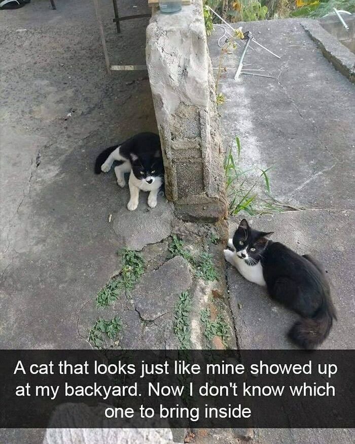 Two black and white cats sitting outside near a concrete structure, looking identical.