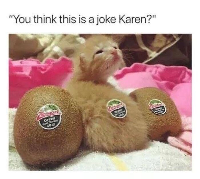 A fluffy kitten nestled between kiwis labeled with stickers, looking adorable and amusingly dramatic.