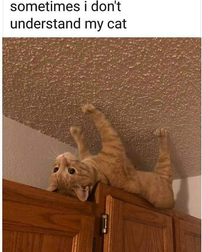 Cat lying upside down on a cabinet, reaching for the ceiling humorously.