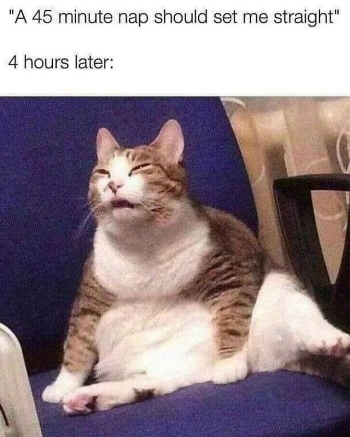 Cat looking groggy on a chair after a long nap, humorously embodying the struggle of waking up.