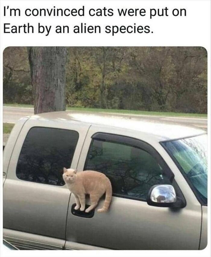 Orange cat balancing on a car door handle, showcasing typical quirky cat behavior.