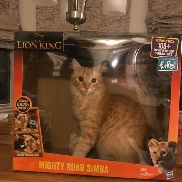Stuff with cats: An orange cat inside a "Lion King" toy box labeled "Mighty Roar Simba," sitting on a wooden surface.