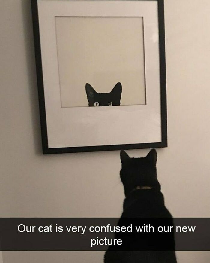 Black cat looking at a framed picture of another black cat, appearing confused.