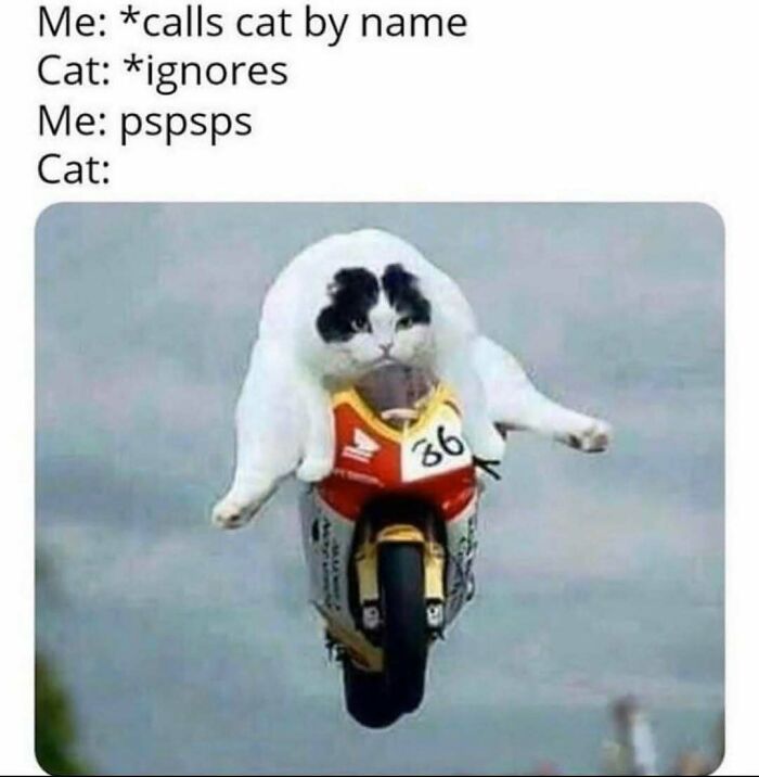 Cat humor: A fluffy cat riding a toy motorcycle, illustrating its unpredictable behavior in a funny meme style.