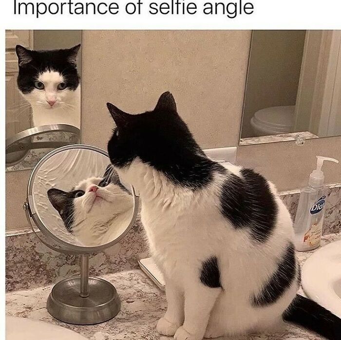 Black and white cat amusingly examines its reflection in a round mirror on a bathroom counter.