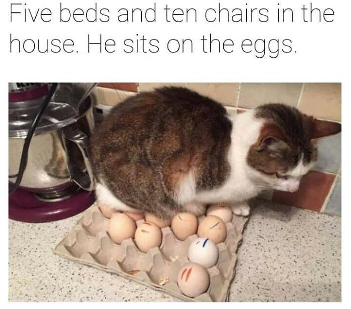 Cat humorously sitting on a tray of eggs in a kitchen setting.