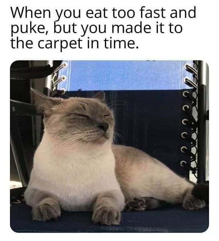 A relaxed cat with closed eyes, lying on a chair. Text above humorously describes a relatable cat moment.