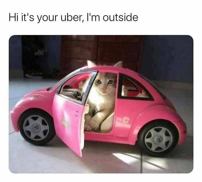 Cat sitting in a pink toy car with door open, humorously pretending to be an Uber driver.