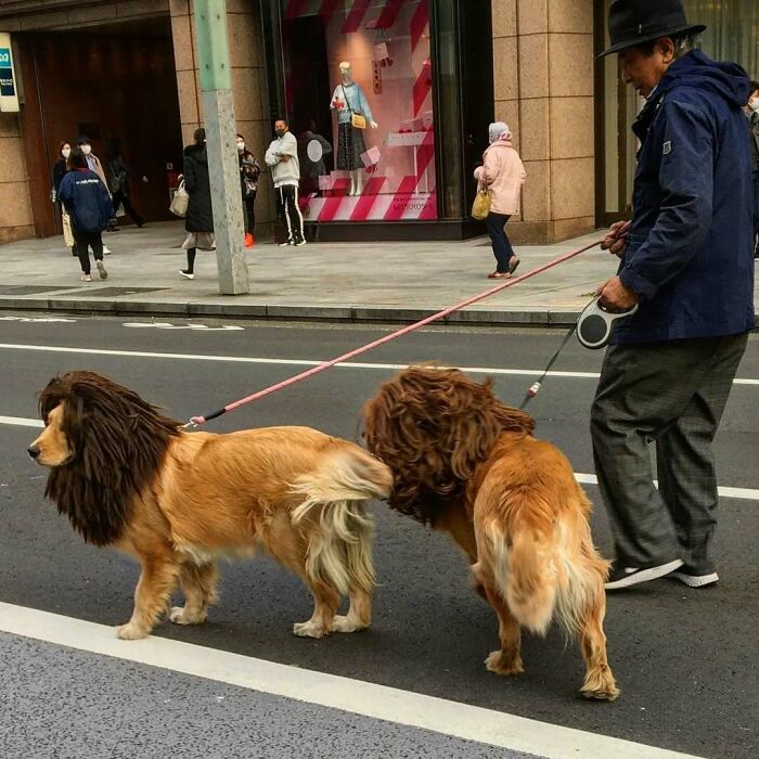 Dogs styled as lions being walked on a city street, showcasing interesting Japan pics in a bustling urban setting.