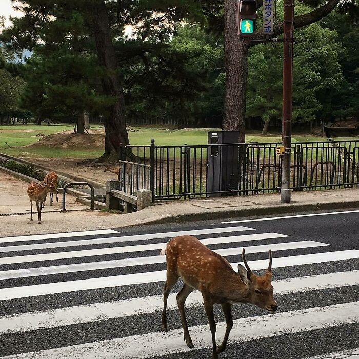 Deer crossing a street on a zebra crossing in Japan, next to a green pedestrian light.
