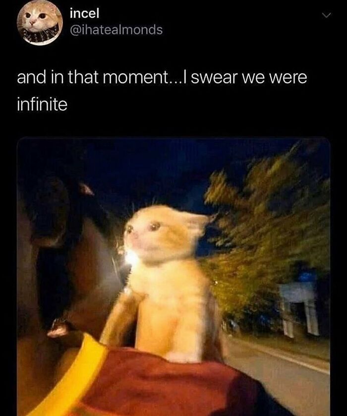 Cute kitten on a shoulder at night, with glowing lights, embodying a humorous and random cat moment.