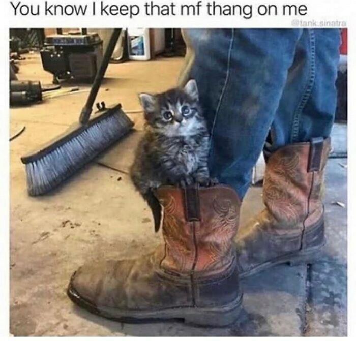 Kitten adorably nestled in a cowboy boot, showcasing humor and random cat antics.