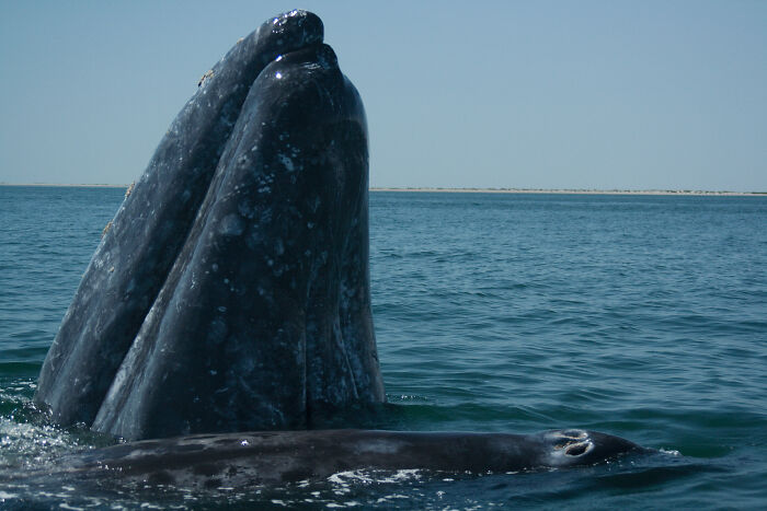 A whale, one of the largest underwater creatures, emerging from the ocean water.