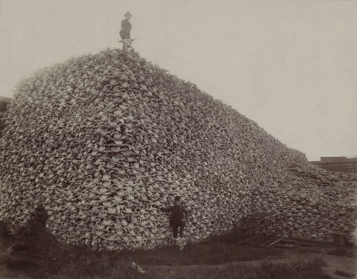 Massive pile of buffalo skulls with two men, capturing a chilling historical scene from the keywords: terrifying backstories.