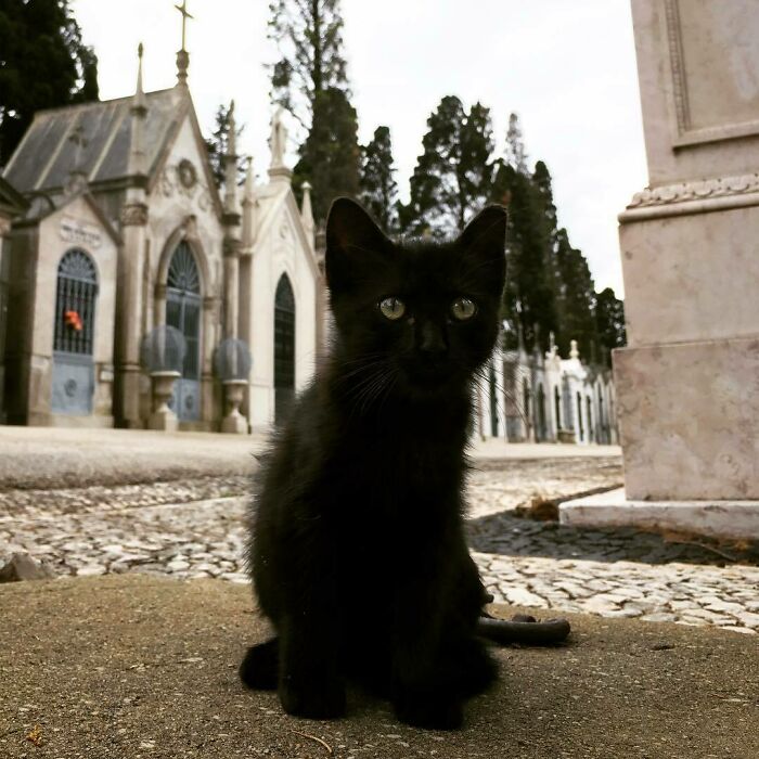 A cute black cat sitting in a cemetery, surrounded by gravestones and crypts.