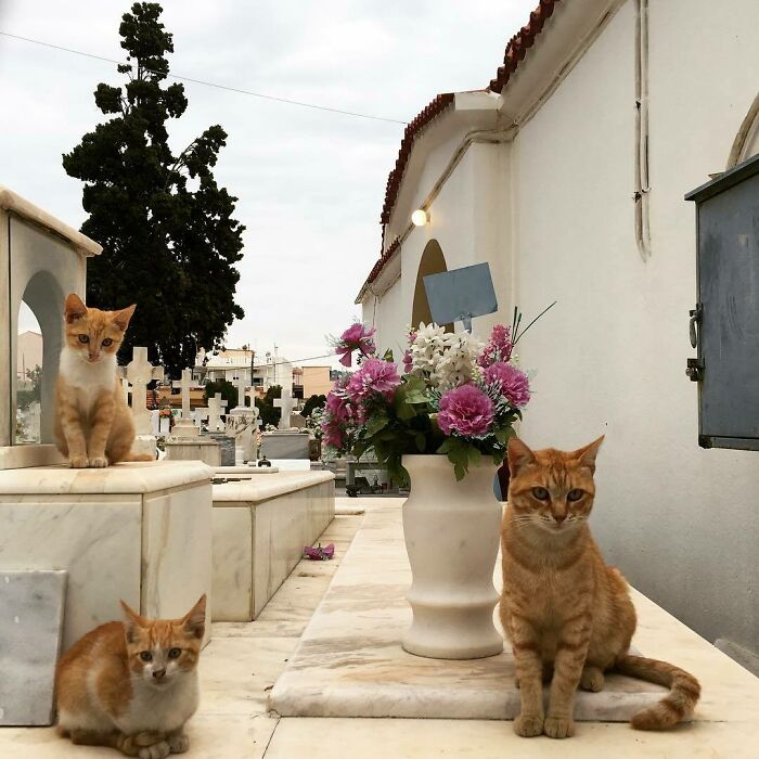 Cute cemetery cats lounging on marble tombstones with a floral vase nearby.