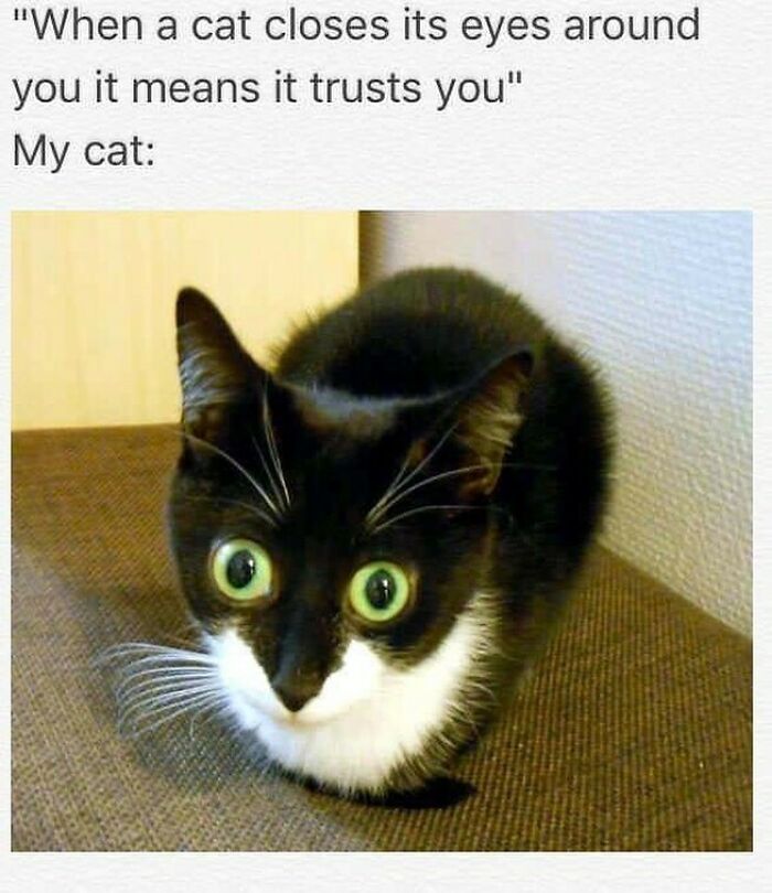 A wide-eyed black and white cat with a humorous caption, illustrating a funny cat moment.