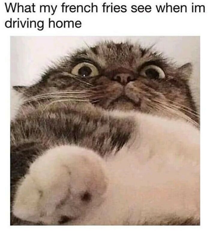 Close-up of a startled cat with wide eyes, lying on its back, humorously captioned.