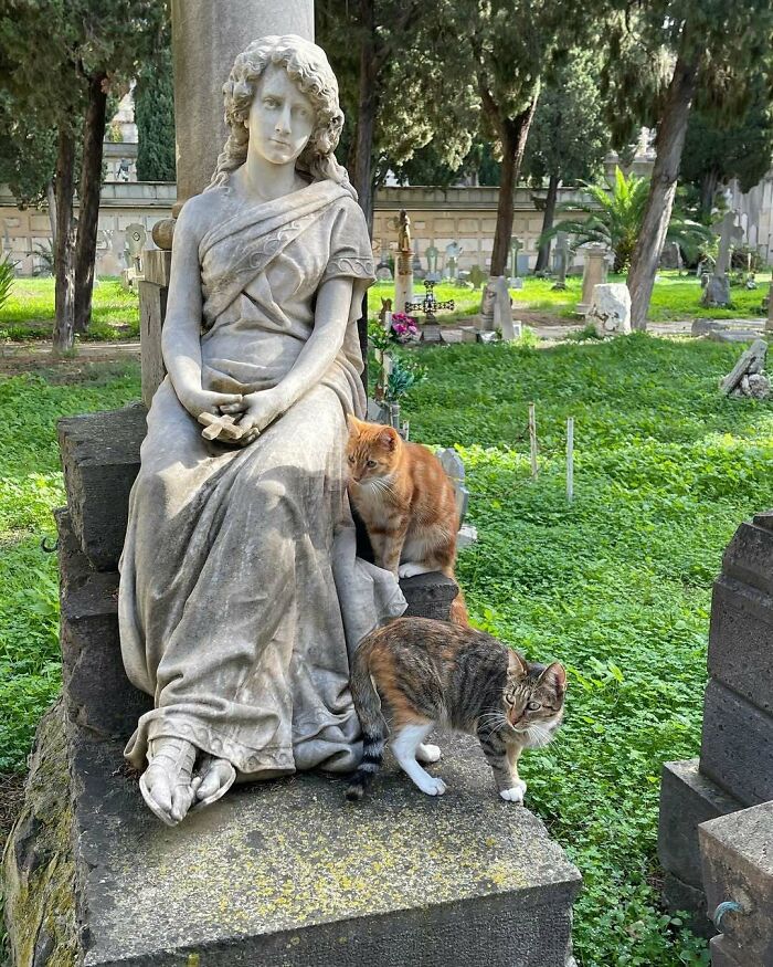Two cute cemetery cats sitting near a stone statue amidst tombstones and greenery.