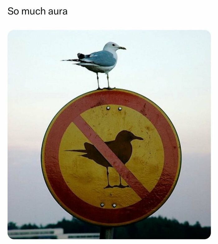 Seagull perched atop a no seagulls sign, embodying hilariously random meme humor.